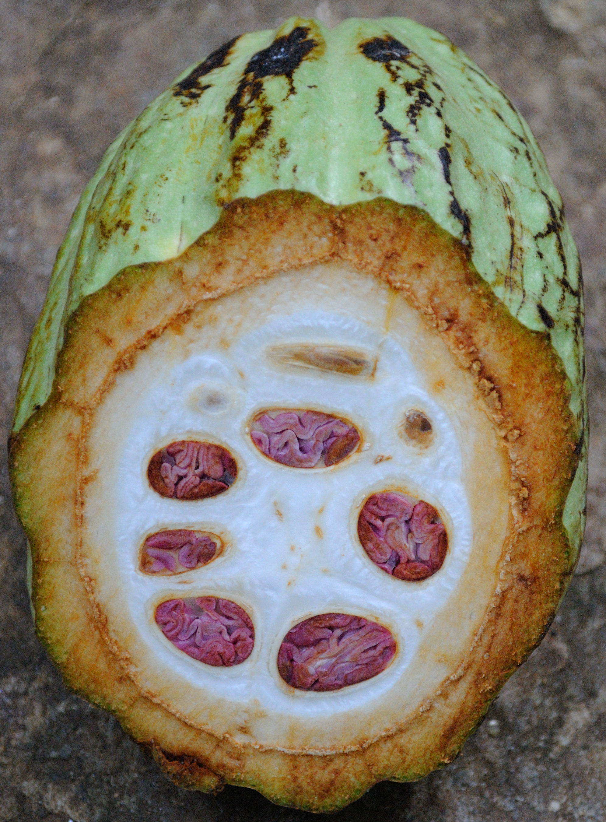 Owoc kakaowca.